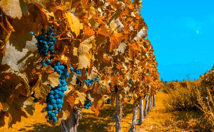 Mendoza Vinyard v2