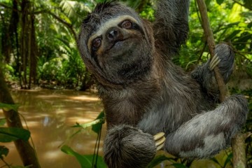 Napo Wildlife Center - Amazon Jungle Ecuador