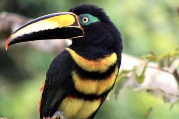 Napo Wildlife Center - Amazon Jungle Ecuador