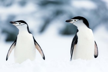 New Year or Christmas in Antarctica