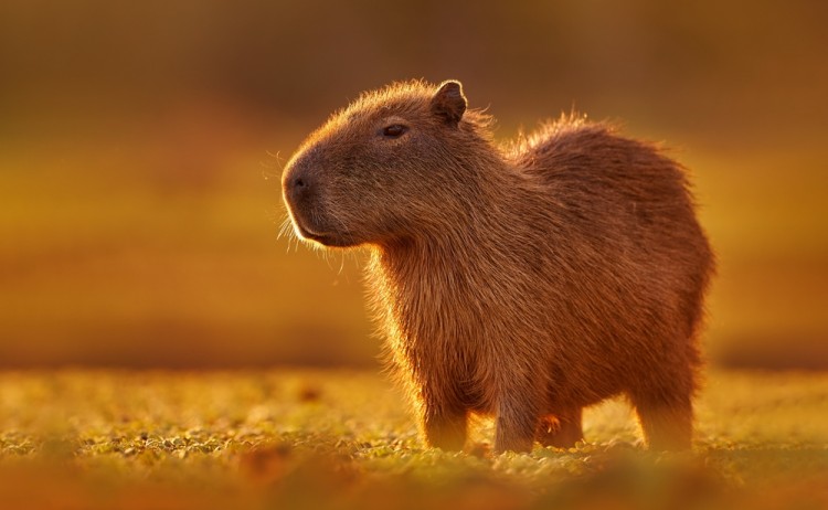 caybara shutterstock 2120513234