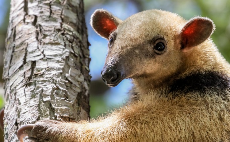 tamandua pantanal shutterstock 561687697