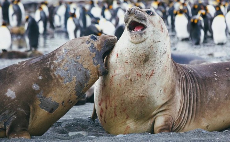 Sparring seals South Georgia quark