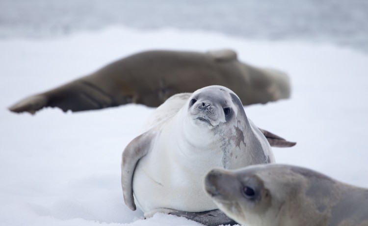 Antarctica 4
