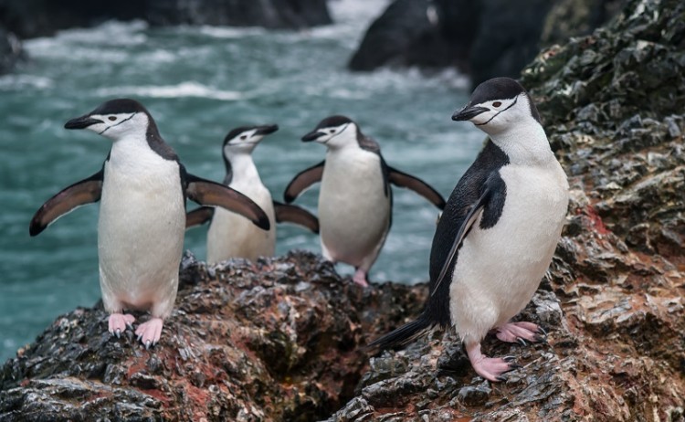 Penguin Antarctica