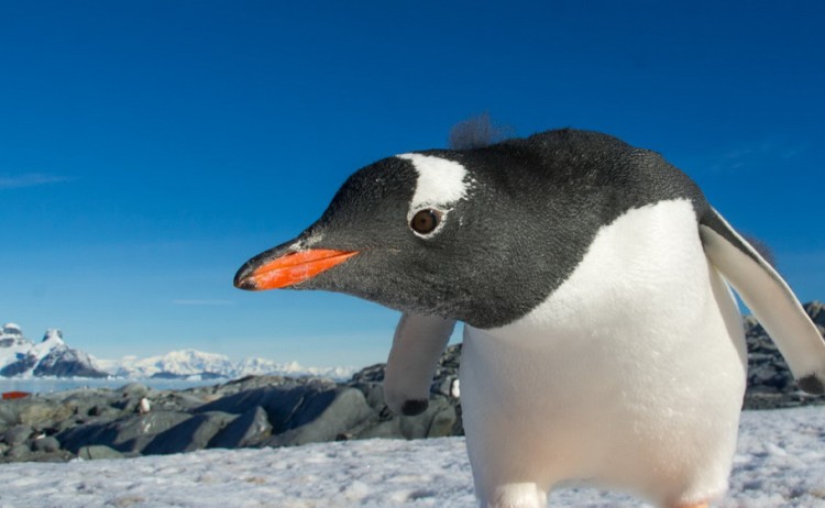 Curious Antarctica