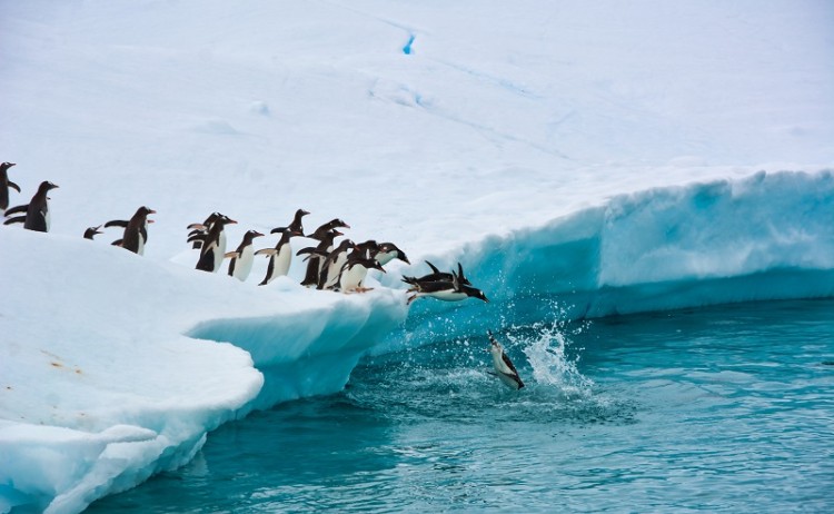 Penguins go swimming Antarctica