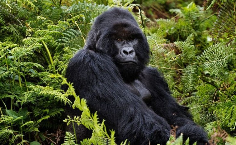 Rwanda monkey