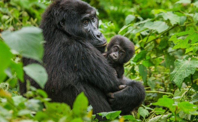 gorilla resized