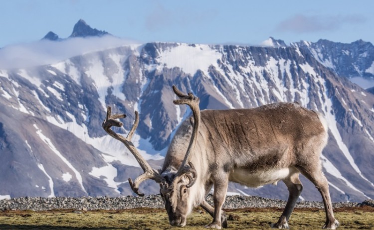 Spitsbergen wildlife