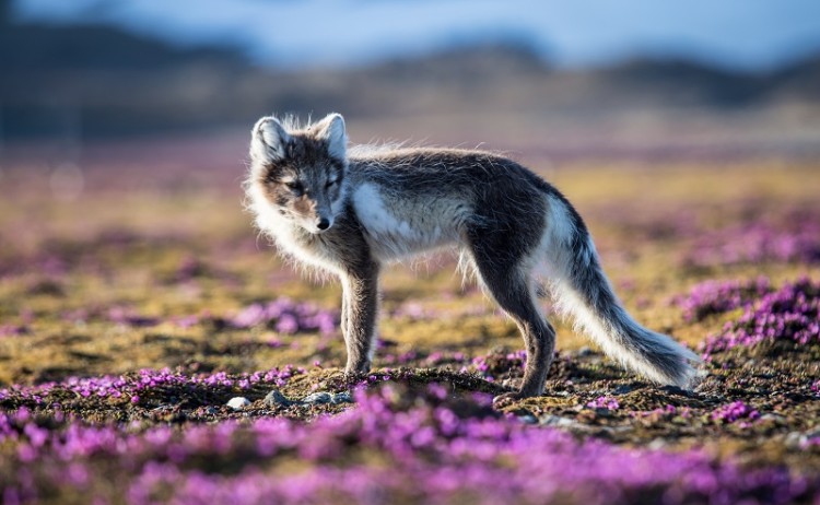 Wildlife Spitsbergen