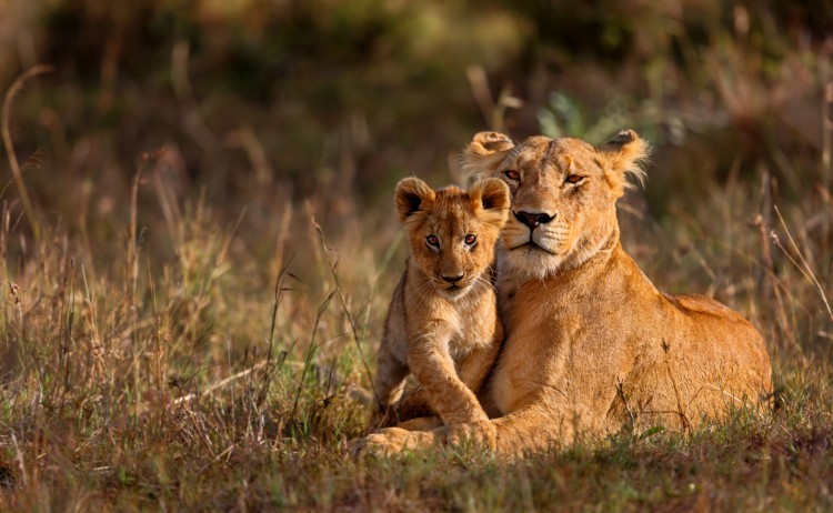 Lions in Africa