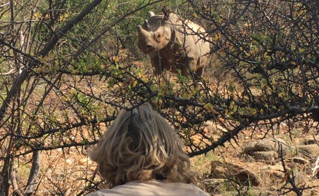tracking rhino
