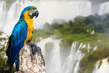 Signature Buenos Aires to Rio 