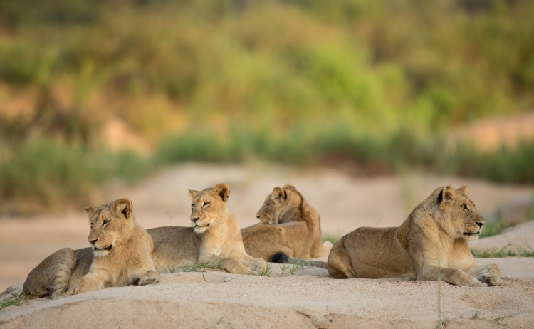 kruger lion small