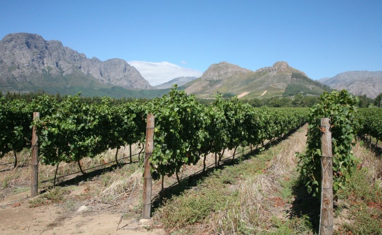 winelands resize