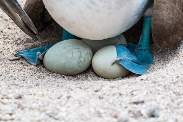 Signature Galapagos Express