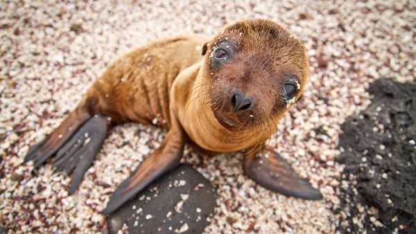 Galapagos sea lion Galapagos sea lion looking up at camera