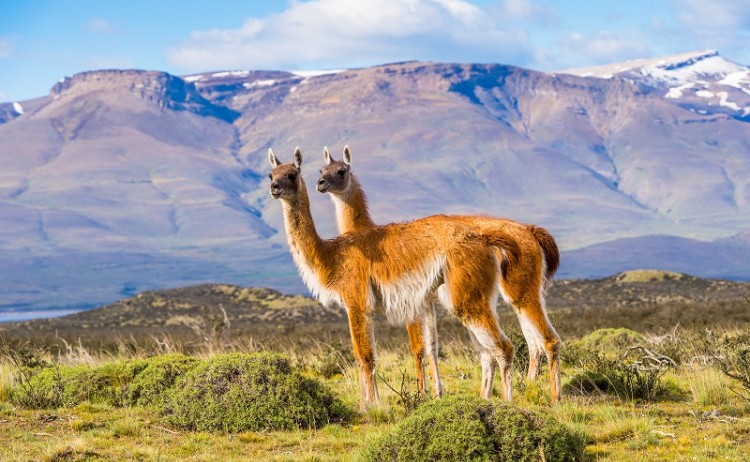 Llama Patagonia