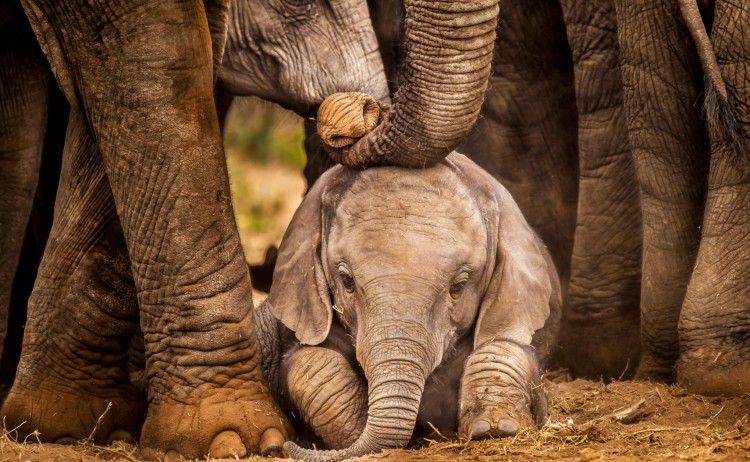 ele baby small