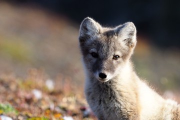 Springtime in Svalbard | MS Quest