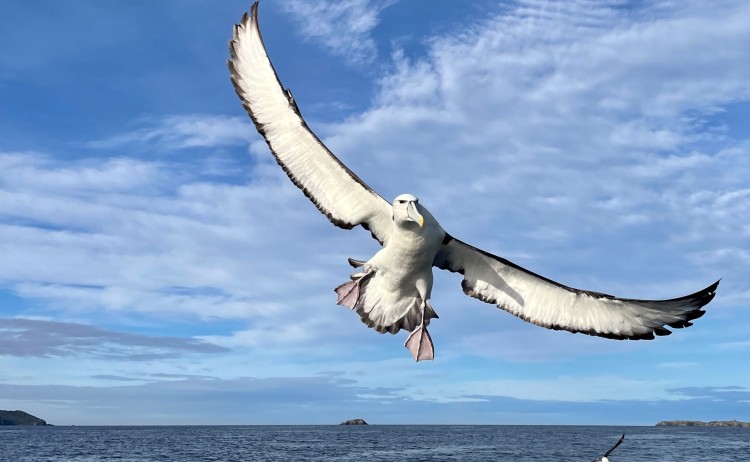 Albatross Mollymawk