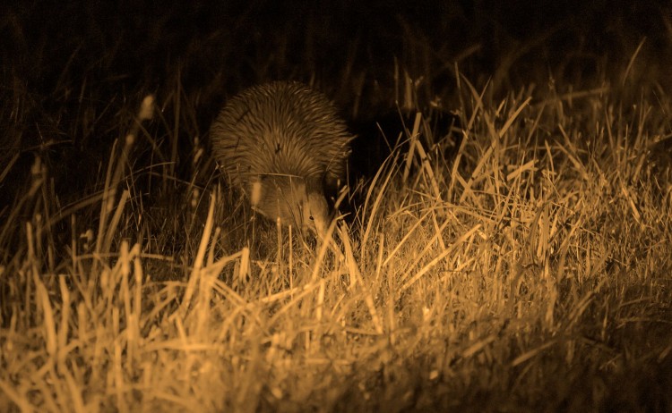 Kiwi Spotting 