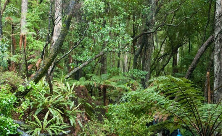 ulva island bush 
