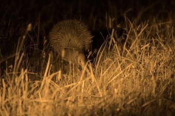 Stewart Island Rakiura: The Land of Glowing Skies