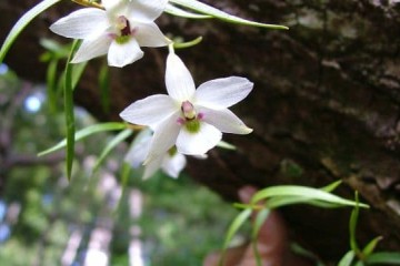 Stewart Island Rakiura: The Land of Glowing Skies