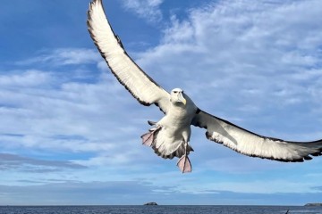 Stewart Island Rakiura: The Land of Glowing Skies