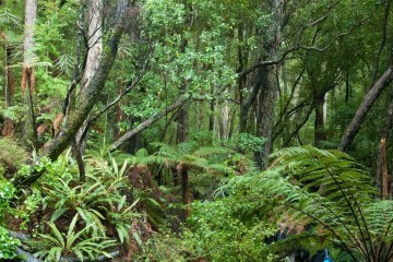 Stewart Island Rakiura: The Land of Glowing Skies