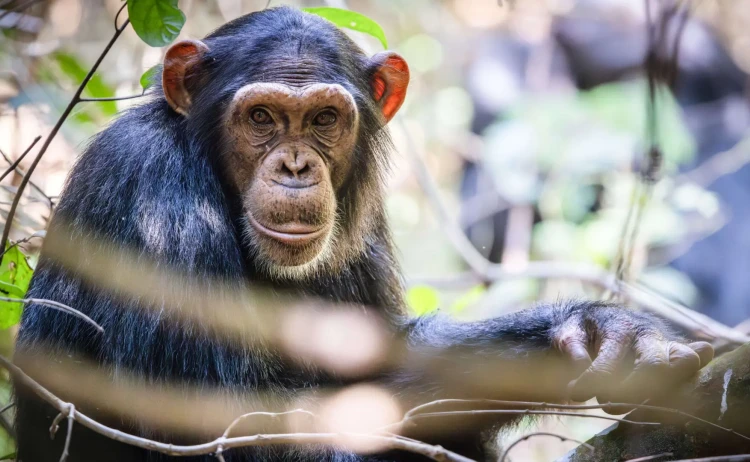 chimpanzee rubondo island tanzania v2