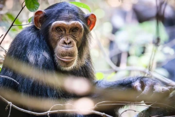 Tanzania Untamed: Crater, Plains & Chimpanzees