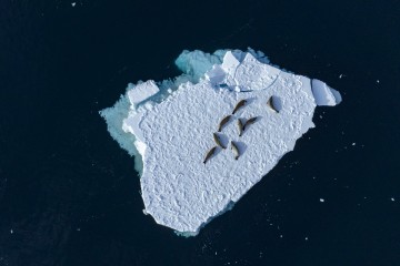 Taste of Antarctica