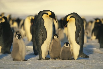 Emperor Penguins of the Weddell Sea