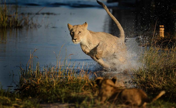 Botswana wild