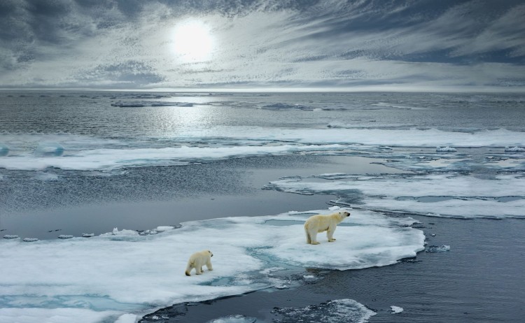 Polar bear and cub midnight sun shutterstock 703003783 sm
