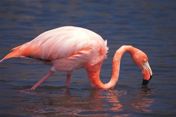 Galapagos: Treasure of Galapagos  | 7 days