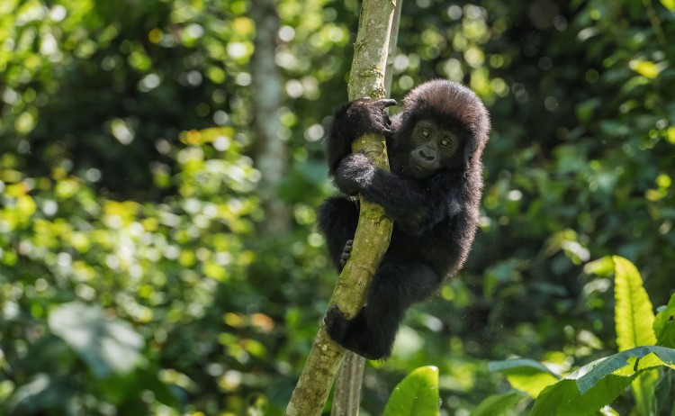 Small Mountain gorilla Gorilla beringei endangered popular large ape from African montane forests Bwindi Uganda. shutterstock 2070413114