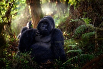 Ultimate Bwindi Gorilla Encounter