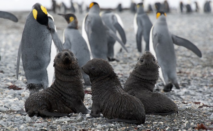 Antarctica 3