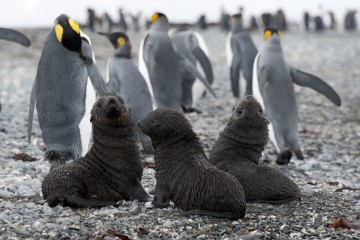 Antarctic Wildlife Adventure