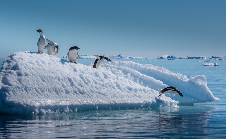 Antarctica 5