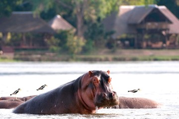 Ultimate Zambezi & Luangwa Safari