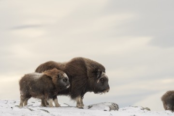 Under the Northern Lights: Greenland & Iceland