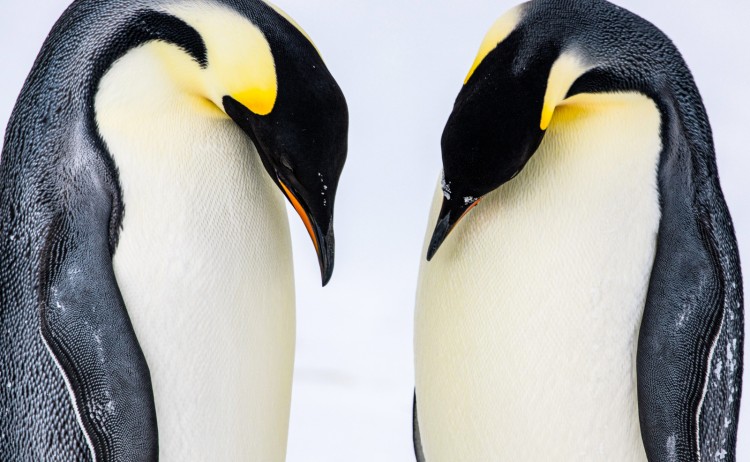 35 Antarctica McMurdo Bay Mer de rossStudioPONANT MorganeLANCO