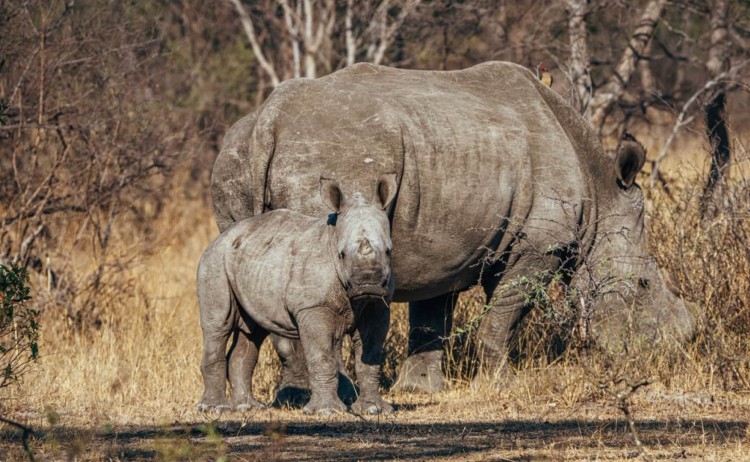 Amalinda Lodge rhinos