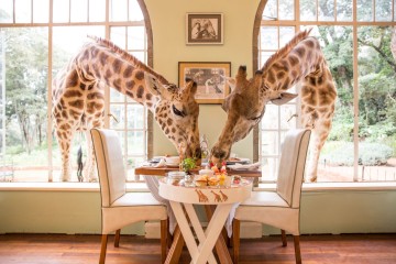 Unique Stay: Giraffe Manor