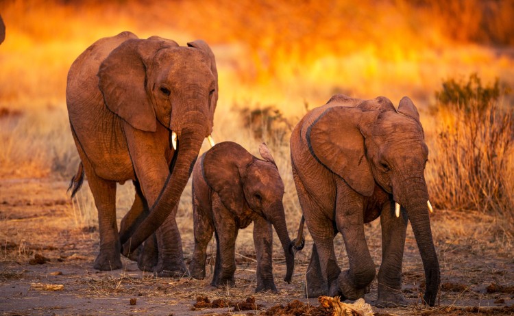 Jabali Ellies 3 small